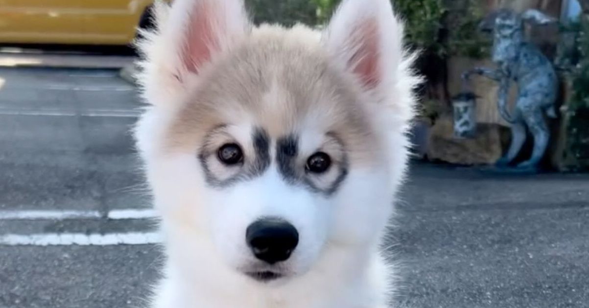 メガネ模様の子犬→成長したら……　「やば」「こりゃーたまらん」「アザラシの子どもって感じ」予想外の姿に大反響【2025年に読まれた犬・猫トップ5】（1/4） | 猫 ねとらぼ