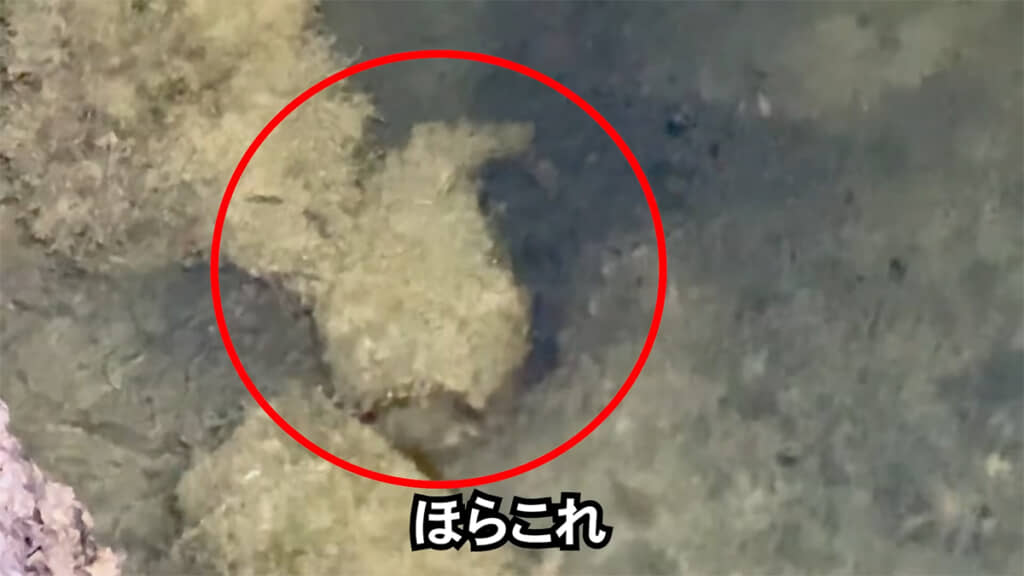 夜の港で「面白い生き物」を発見したとのこと