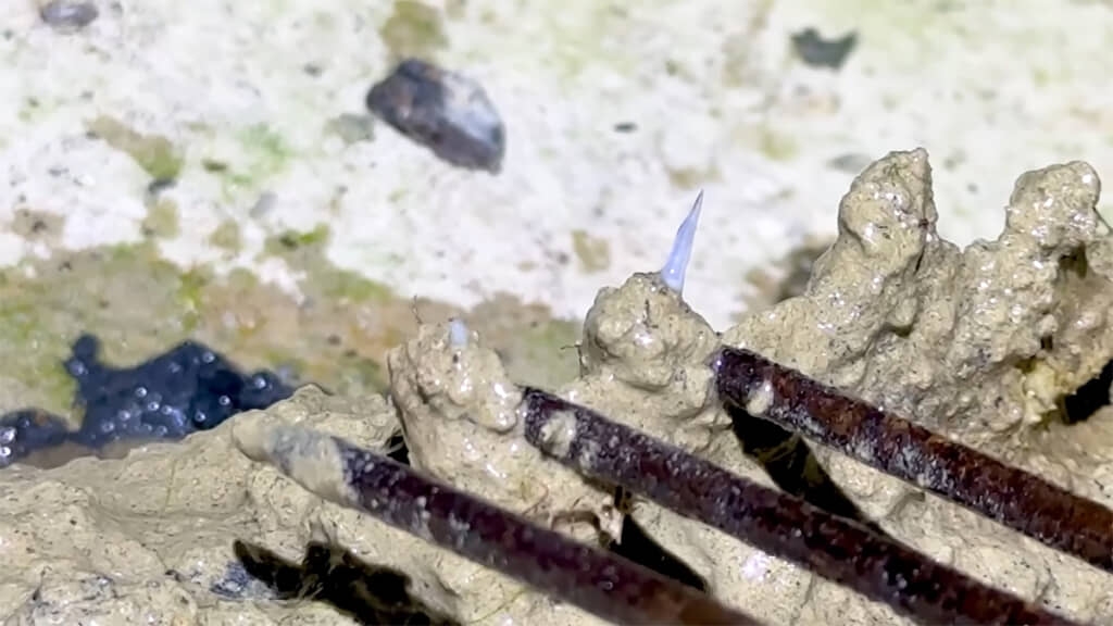 背びれには毒針が