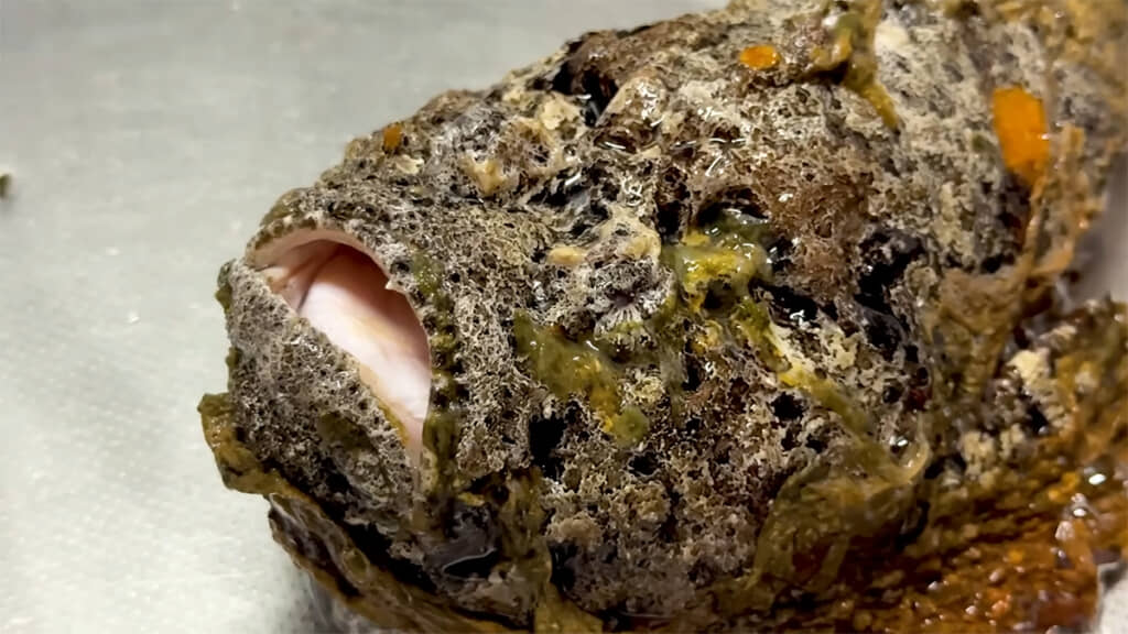 オニダルマオコゼを天ぷらにします