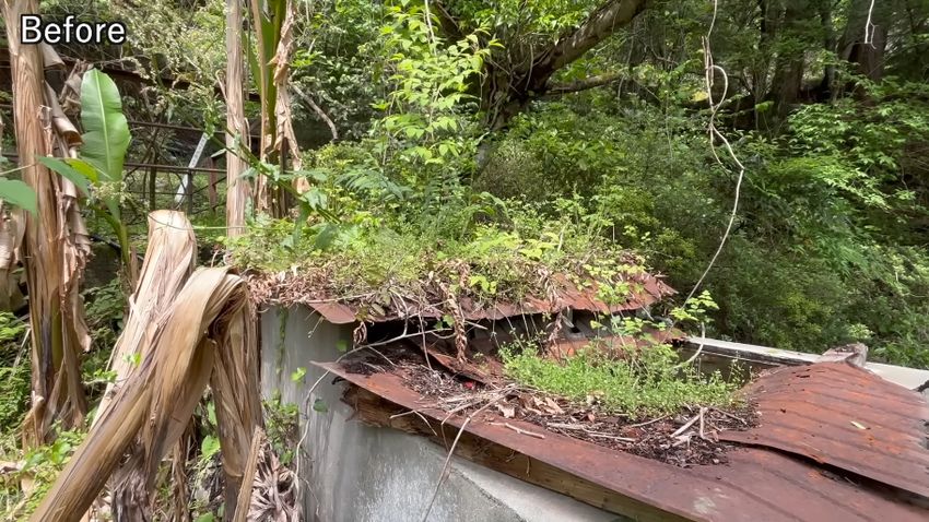 フタの部分に植物が生い茂っている整備前のろ過水槽