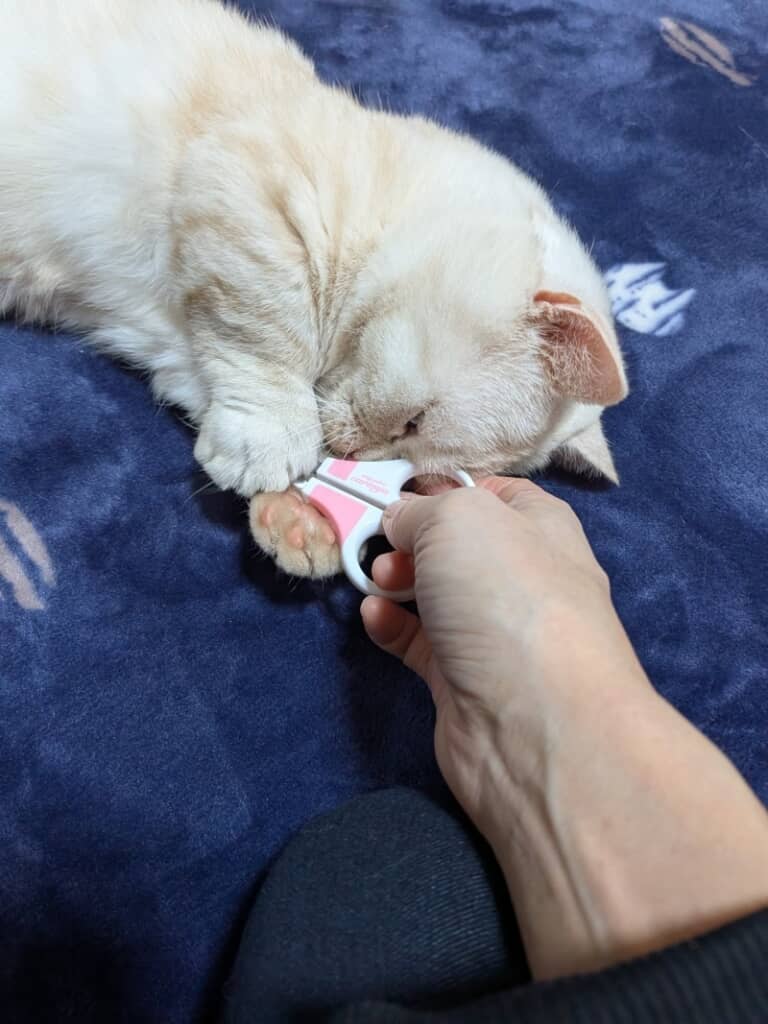 爪切り慣らし中の猫ちゃん