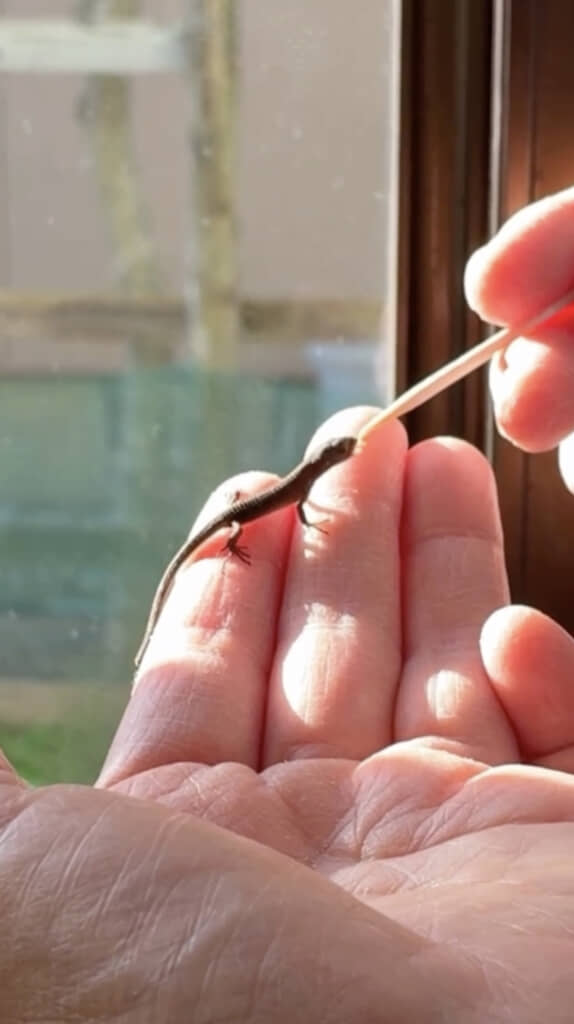 一時は脱水症状でしぼんでしまうも……