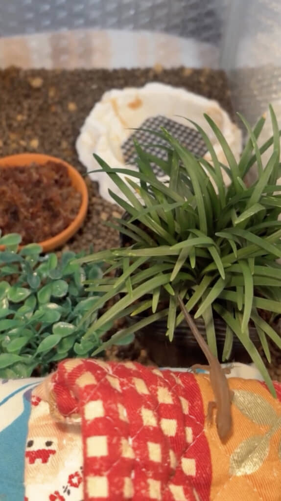 約9日後、ふっくらして見違えるほどキレイに！