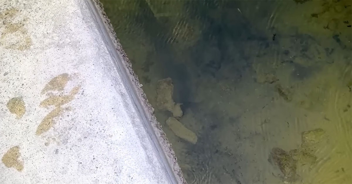 夜の港で遭遇した“とんでもない危険生物”→捕獲したら……　まさかの結末に「マジか！」「そんなことがあるんですね」（1/3） | その他生き物 ねとらぼ