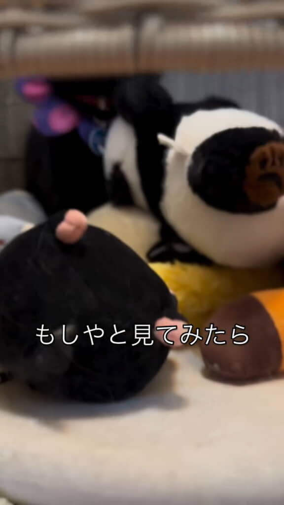 一時的に入れていたぬいぐるみと一緒に……