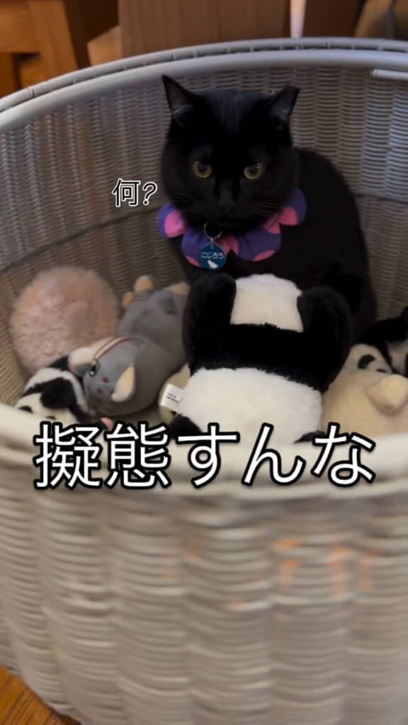 擬態に成功したこじろうくん