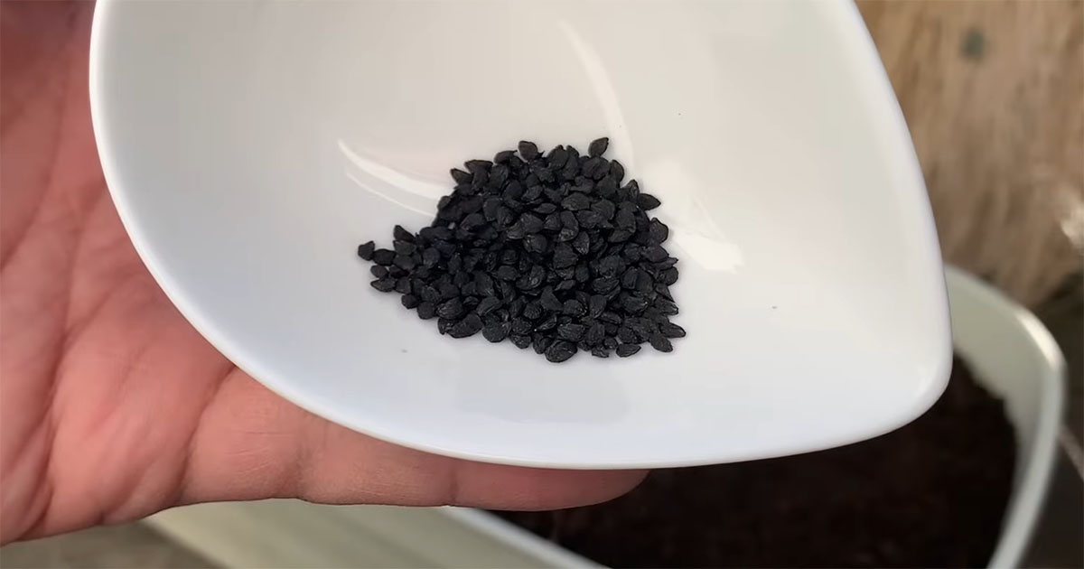 プランターに“ニラの種”をまいて690日……　興味深い結果が「マジですごい」「めっちゃ楽しかった」と85万再生（1/3） | その他生き物 ねとらぼ