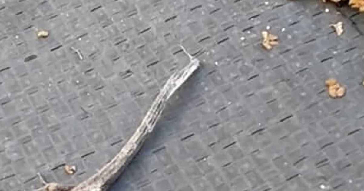 庭で発見した“ミイラのような生き物”→大切にお世話したら……　“まさかの結果”に感動の声「涙腺爆発」「あの子がこんなに!?」（1/2） | 小動物 ねとらぼ