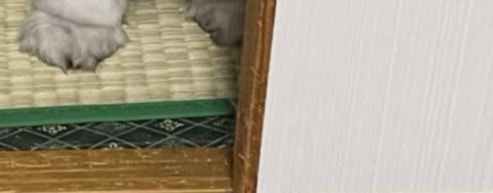 SNSで“猫界の北川景子”らを見ていた愛猫家、ふと目線を感じて……　「市原悦子にしか見えない」　まさかの光景に「にじみ出る大御所感」「あら、いやだ」（1/3） | 猫 ねとらぼ