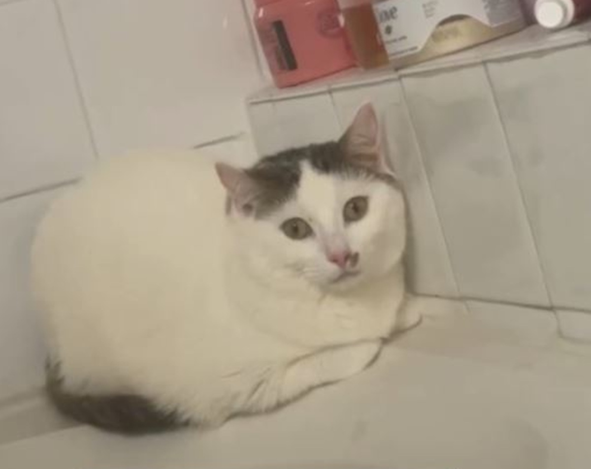 お風呂にいる愛猫をChatGPTに「人間にして」とお願い→「目回るぐらい笑った」「え、なんで」　まさかの姿が520万再生【海外】（1/3） | 猫 ねとらぼ