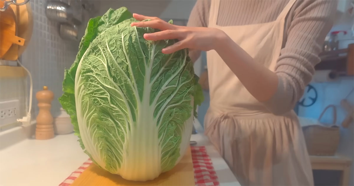 “顔よりも大きい”立派な白菜→まるごと1玉使い切れる簡単レシピに「冬の定番になりそう」「悩んでました！」（1/3） | グルメ ねとらぼ