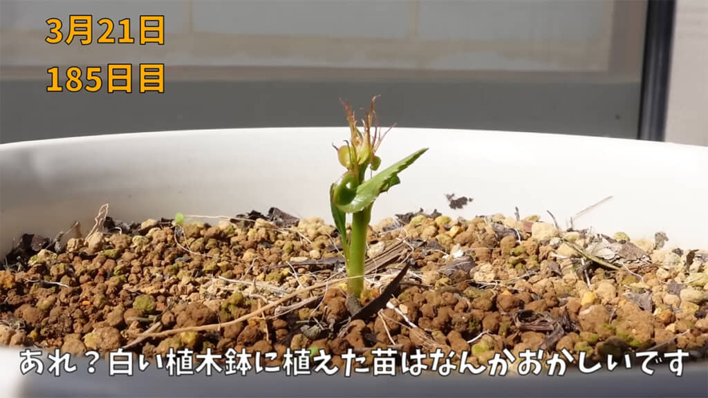 白い鉢の苗は少し様子がおかしかったようです