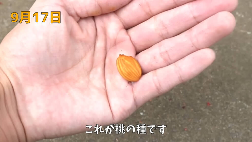 殻から取り出した種を植えます