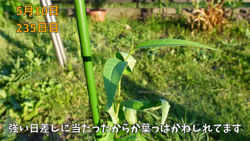 強い日差しの影響で葉がねじれてしまいました