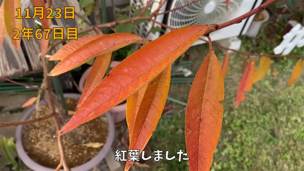 美しい紅葉です