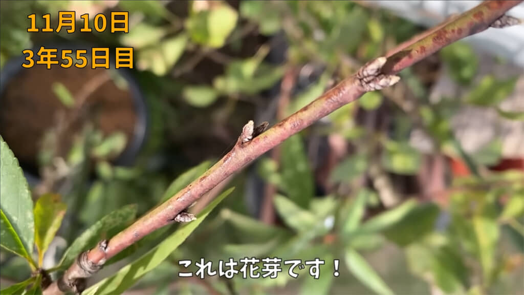 ついに花芽が出てきました