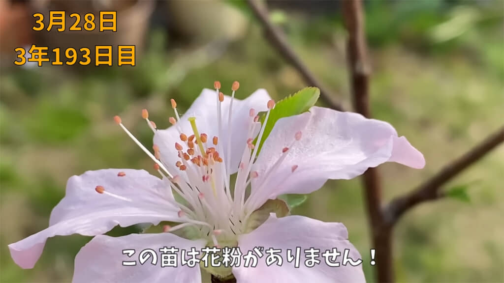 花粉がない苗だったようです
