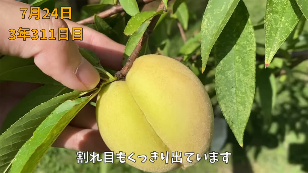 桃らしい形になってきました