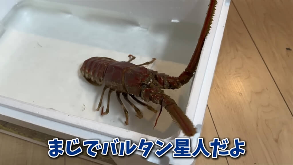 バルタン星人そっくりなエビを購入しました