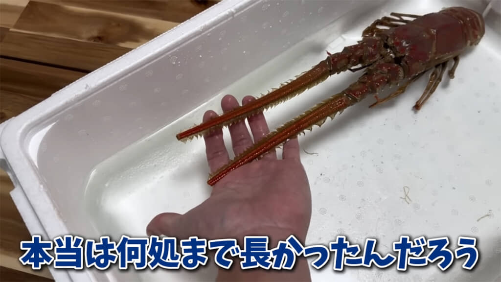 触覚は少し切られてしまっているようです