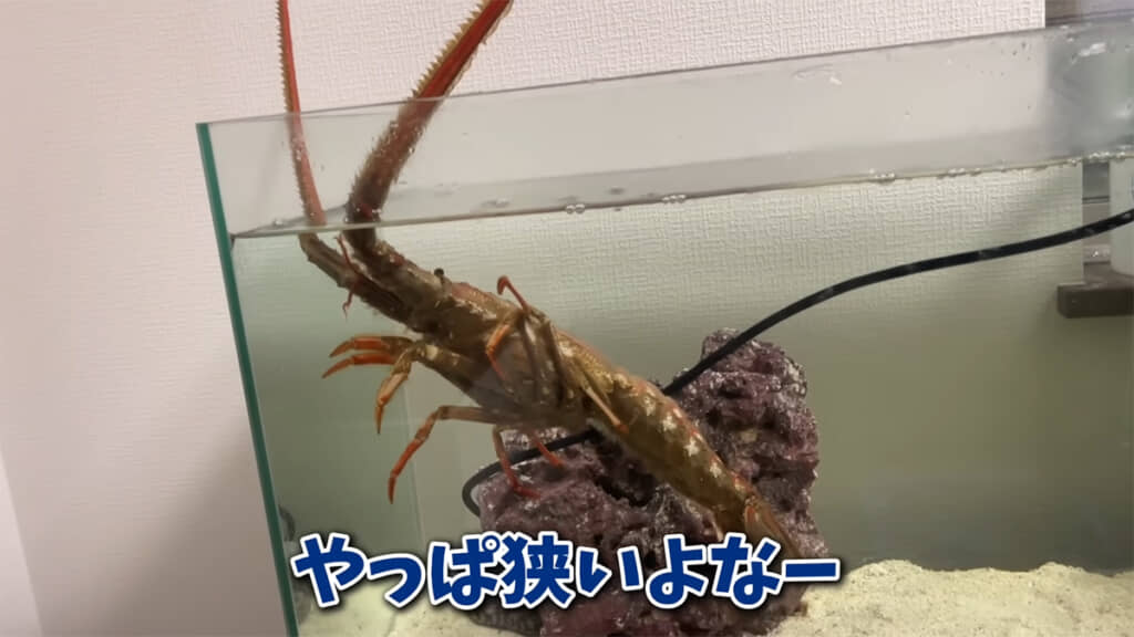 ハコエビを飼育するには、大きな水槽を用意する必要がありそうです