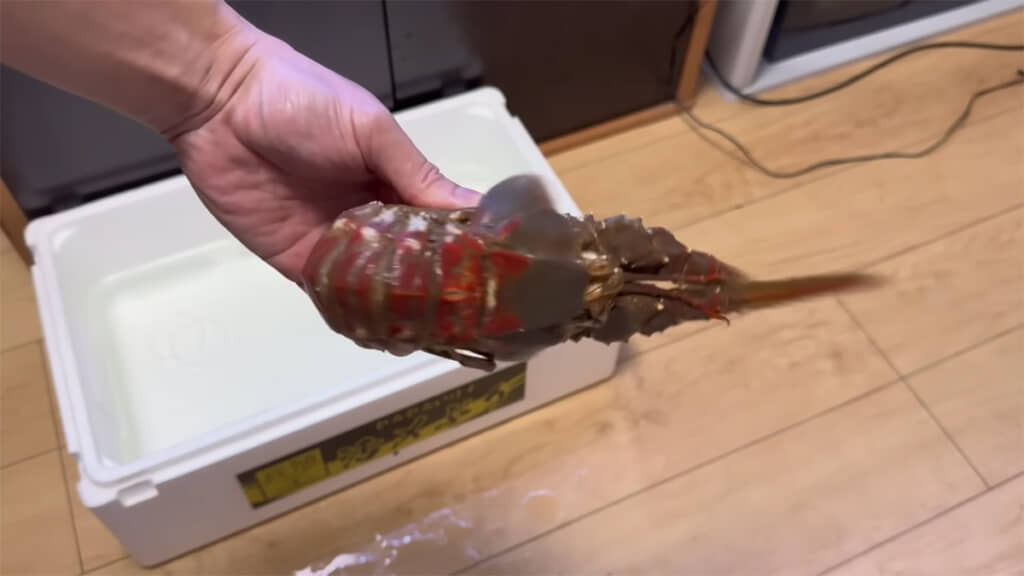 勢いよく体を折りたたみ、大きな音を出し始めました