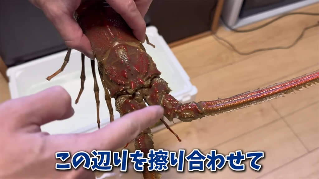 イセエビの仲間は音を出す習性があるのだとか