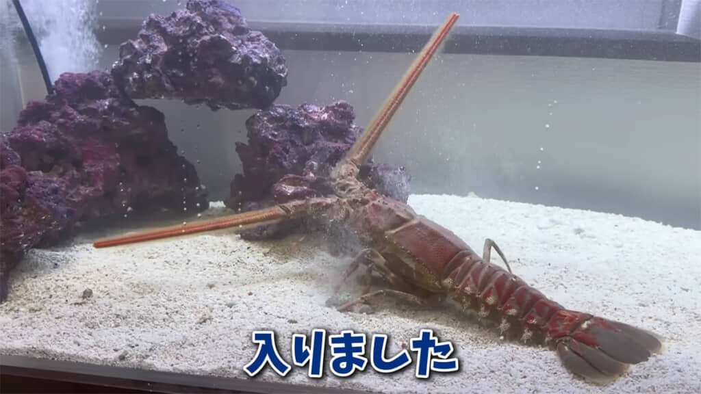 完成した水槽にハコエビを投入