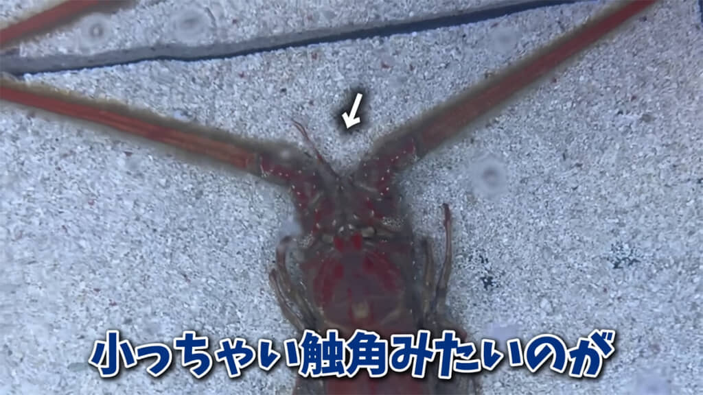 小さな触覚にはセンサーのような役割があるのだとか