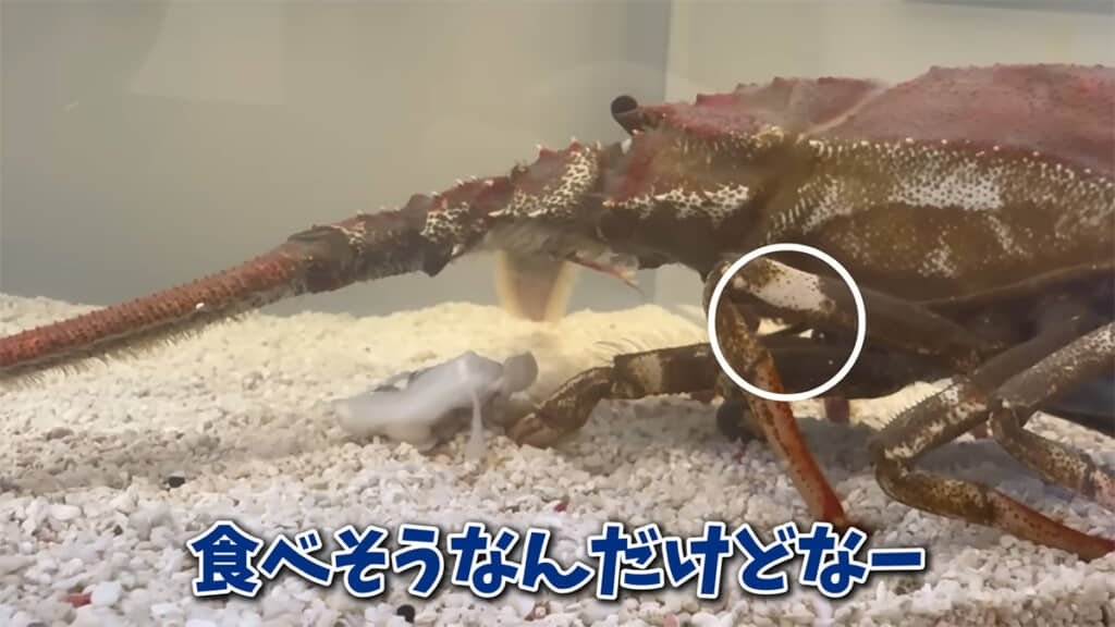 早くエサを食べてくれますように