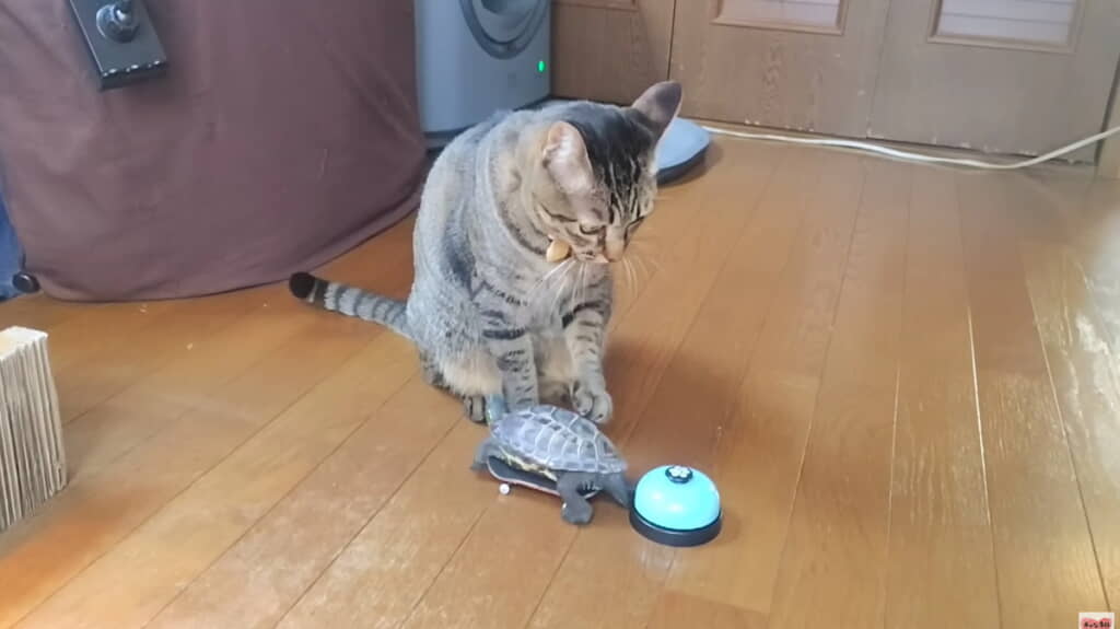 前足で軍曹さんをタッチ