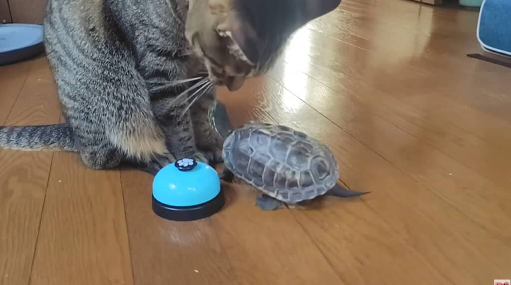 推しからの鼻チューに