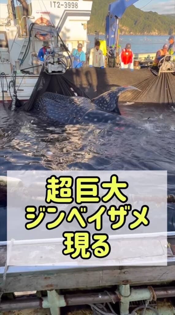 定置網に掛かっていたジンベエザメ
