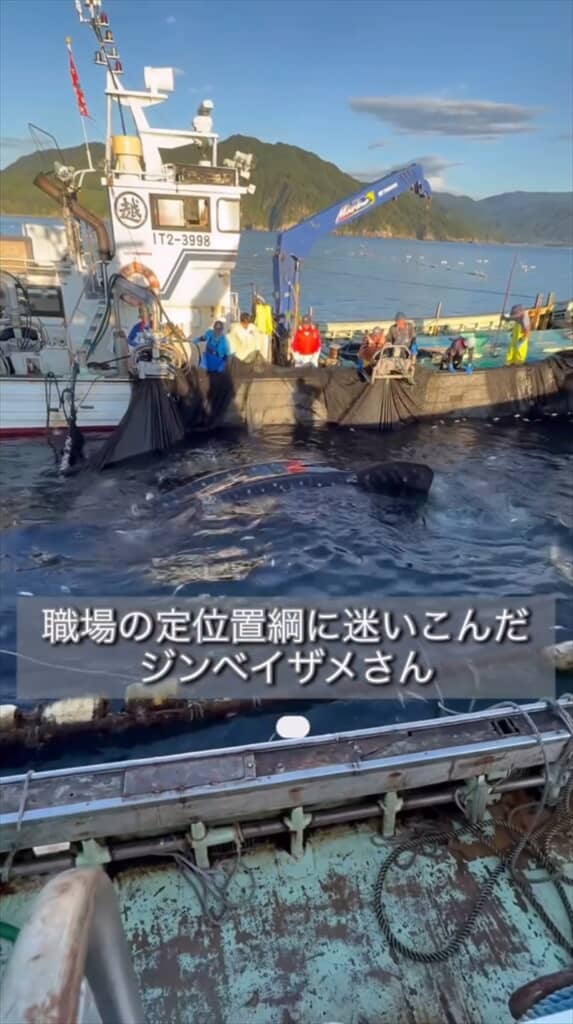 定置網に掛かっていたジンベエザメ