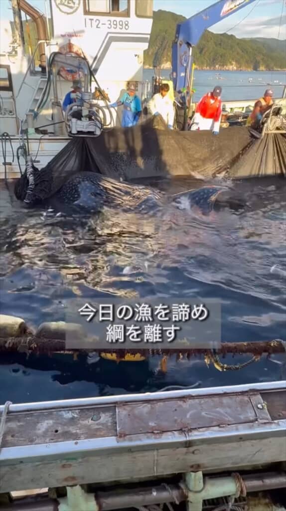 定置網に掛かっていたジンベエザメ