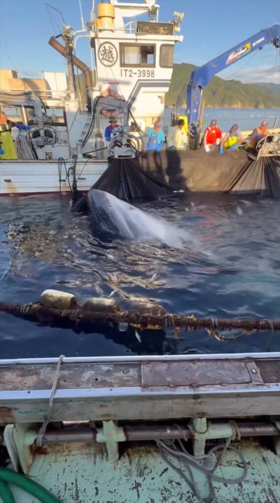 定置網に掛かっていたジンベエザメ