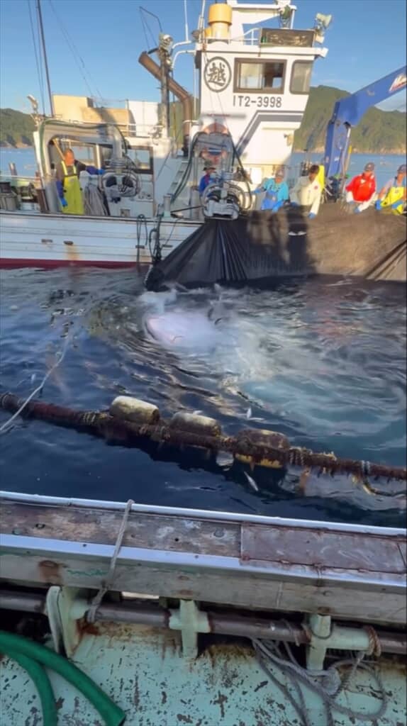 定置網に掛かっていたジンベエザメ