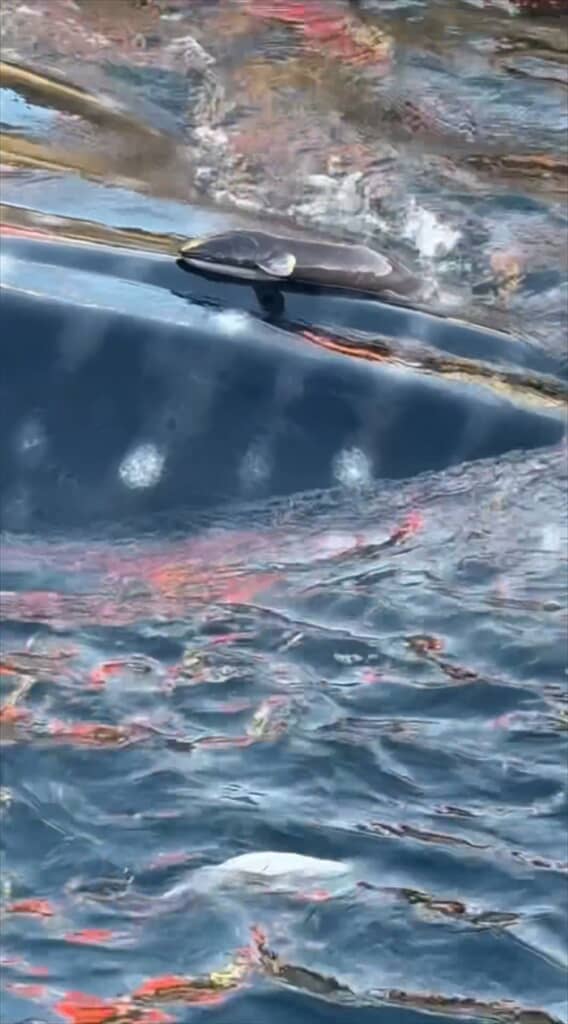 定置網に掛かっていたジンベエザメ