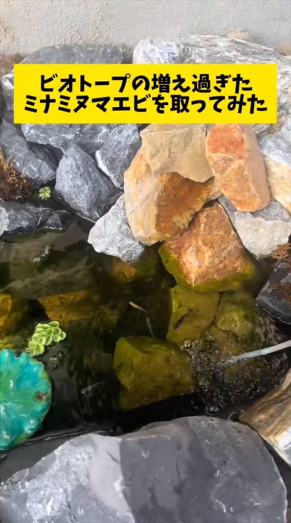 ビオトープで増えすぎたミナミヌマエビを捕獲