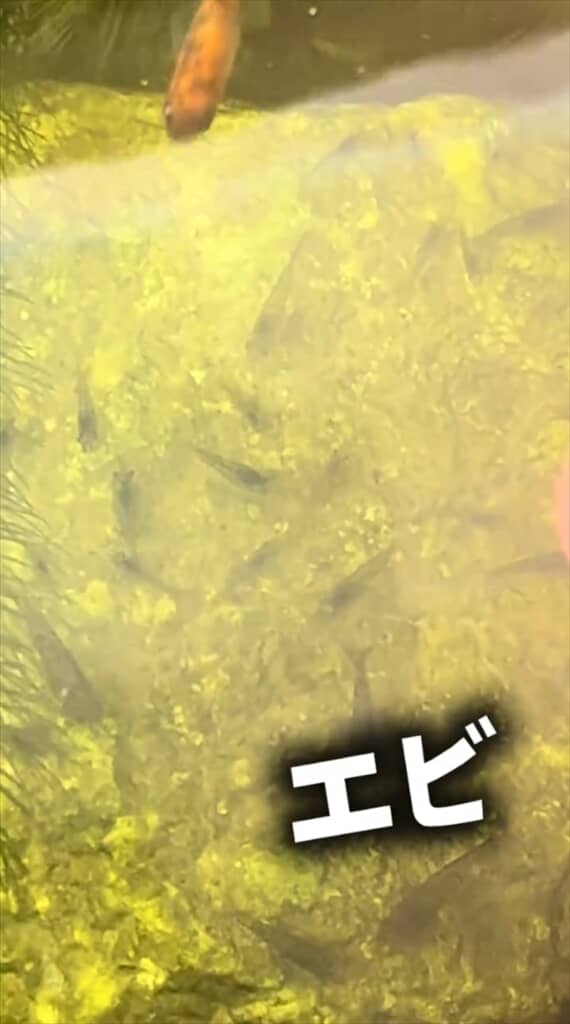 ビオトープで増えすぎたミナミヌマエビを捕獲