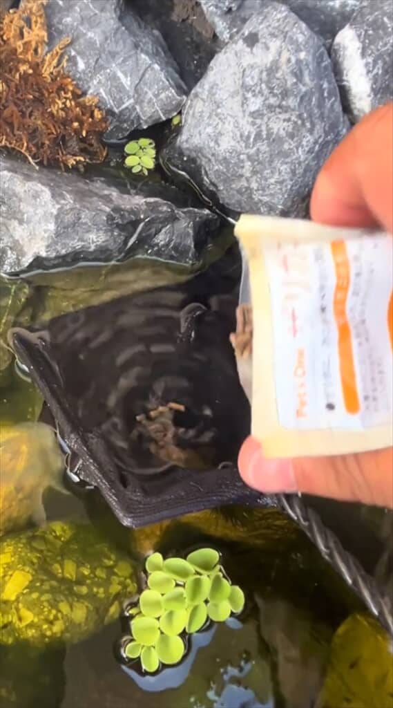 ビオトープで増えすぎたミナミヌマエビを捕獲