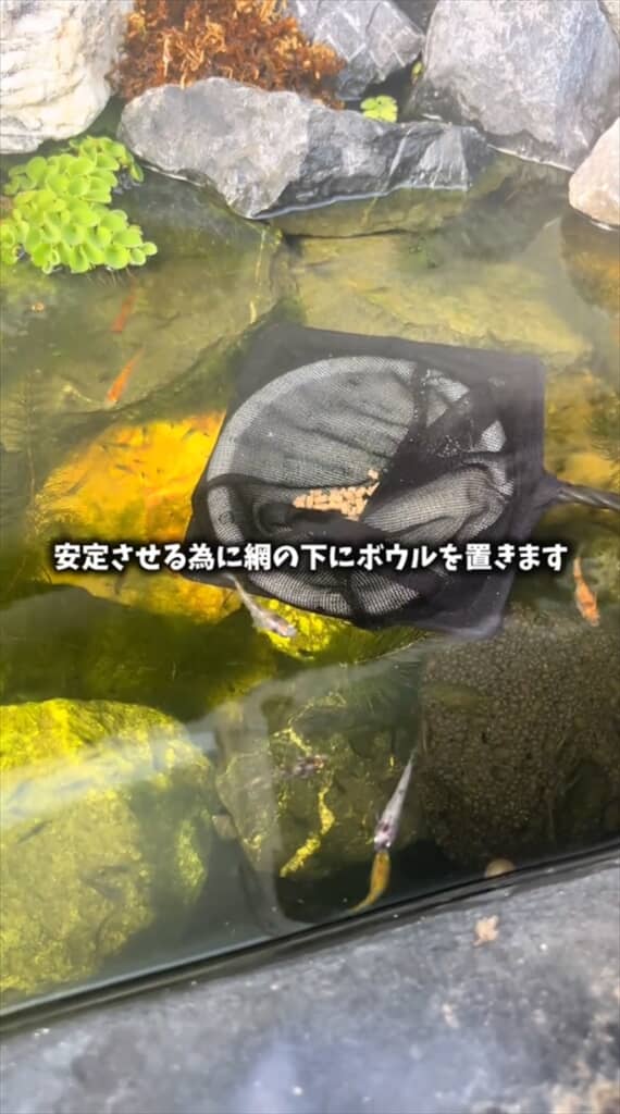 ビオトープで増えすぎたミナミヌマエビを捕獲