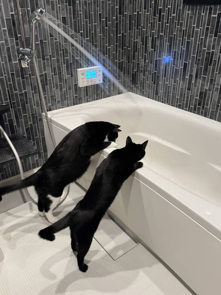 かわいい先客が