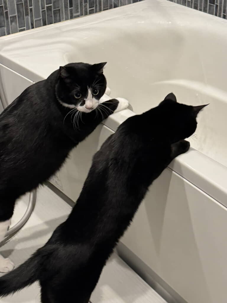 まだのぞいていたいみたいです