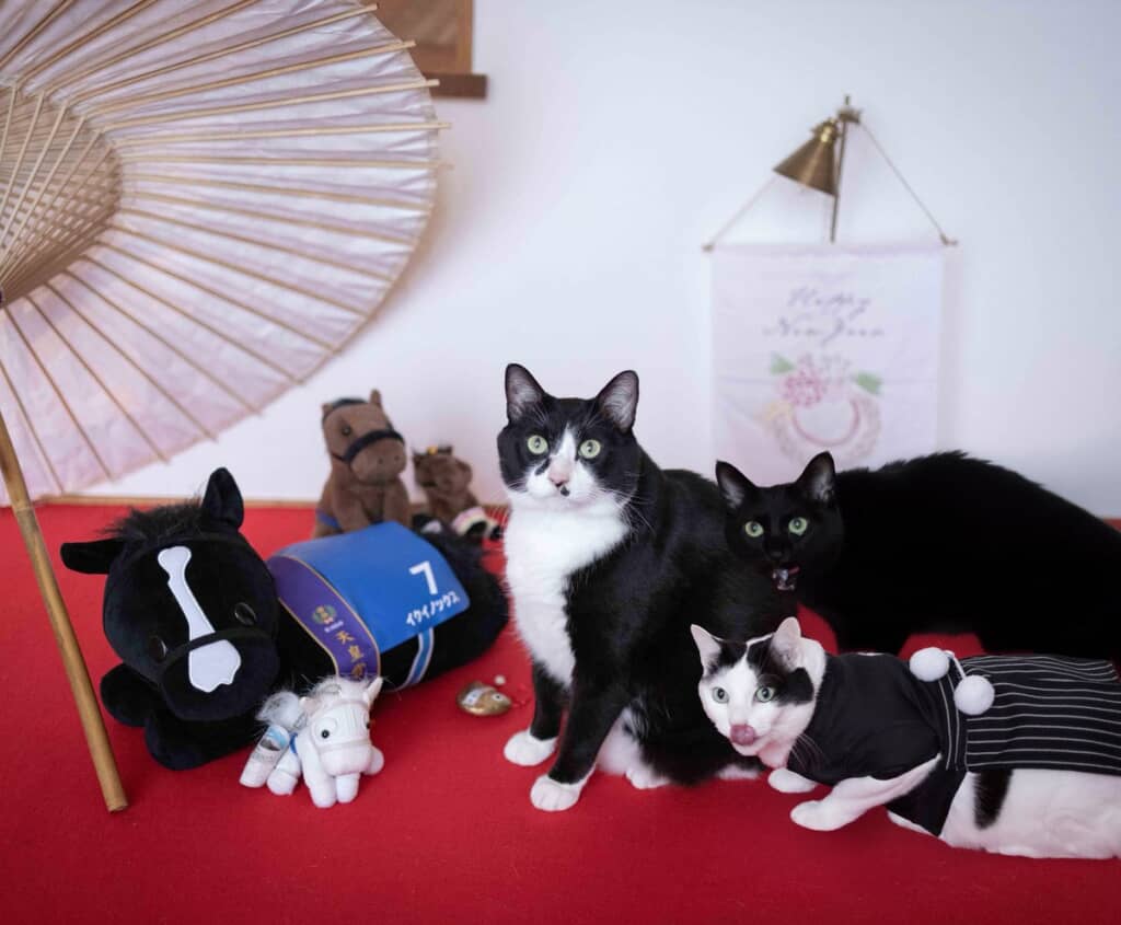 あけおめにゃん