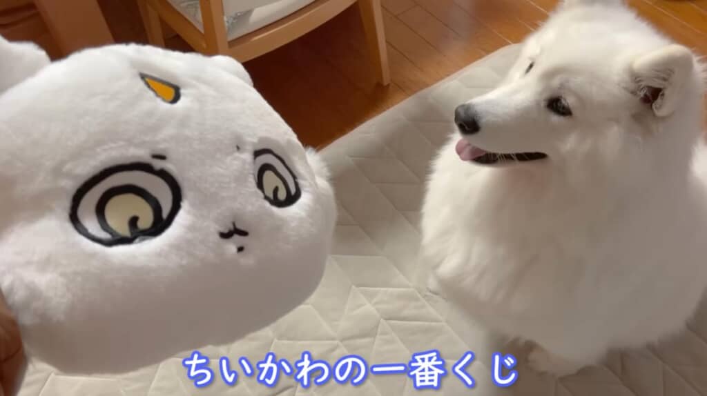 新しいおもちゃをゲットしたアイスちゃん