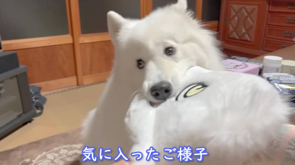 気に入ってくれた様子