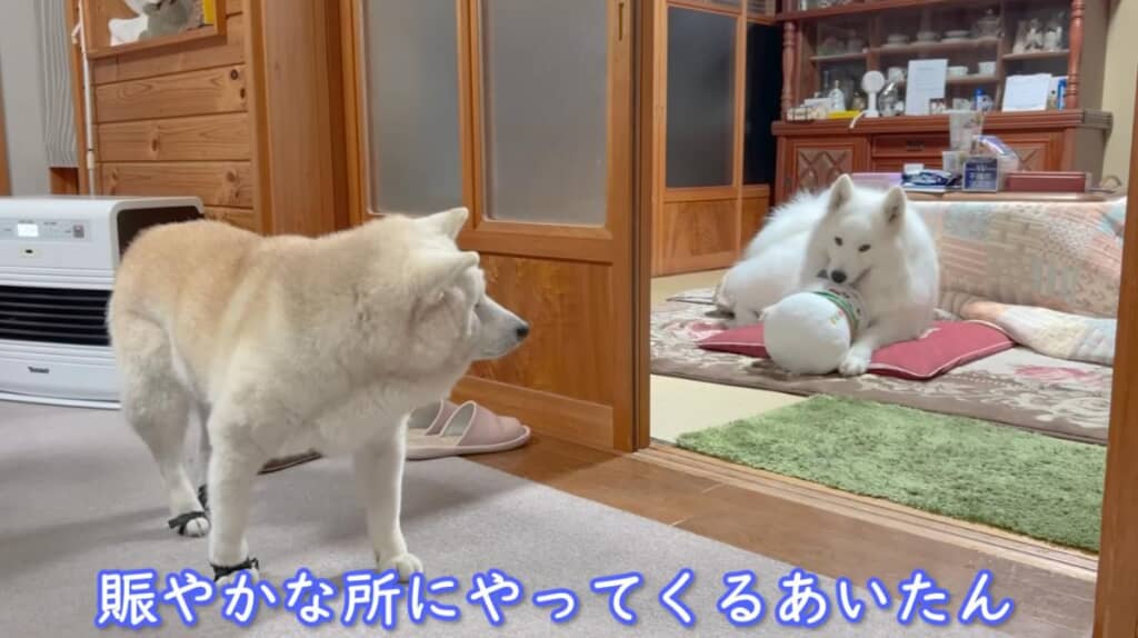 そこにあいちゃんも登場