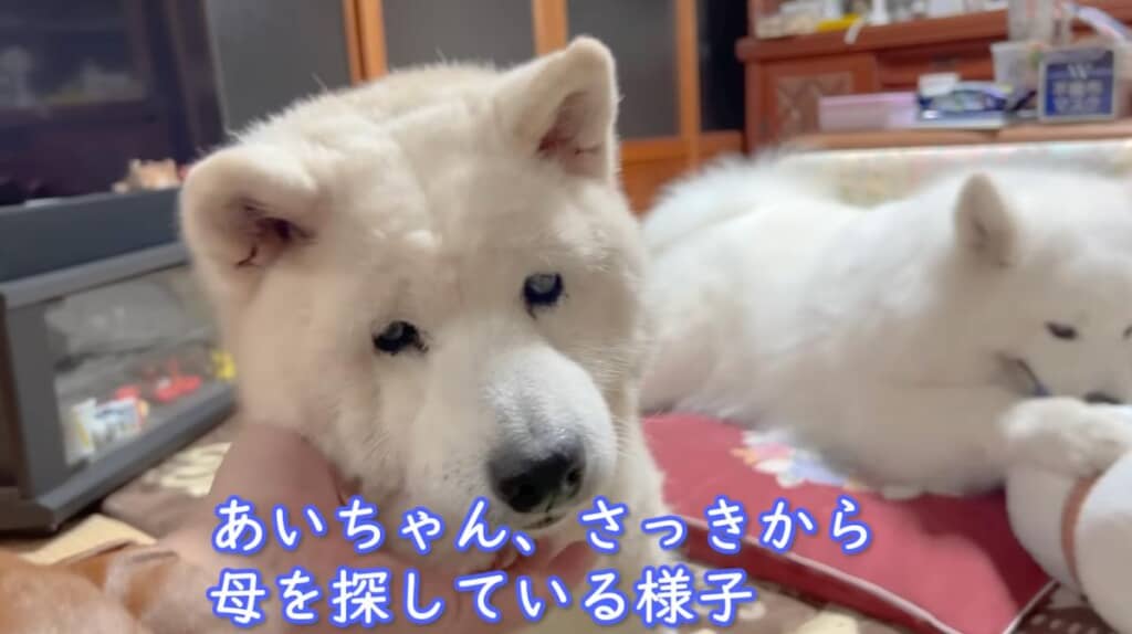 お母さんがいないことに気づいたようです